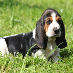Basset Hound Puppies for Sale in Indore