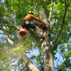 Conway Tree Services