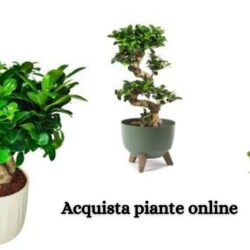 Acquista piante online  Ampia selezione di piante da interno ed esterno