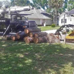 Premier Tree Removal Services in Jacksonville