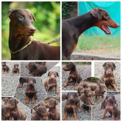 Doberman Pinscher Puppies for Sale in Kochi