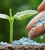 Plant fertilizer classified