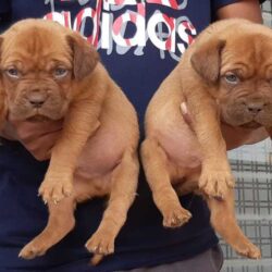 French Mastiff Puppies For Sale In Ahmedabad