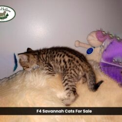 F4-Savannah-cats-for-sale