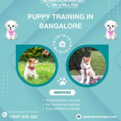 Puppy Training in Bangalore