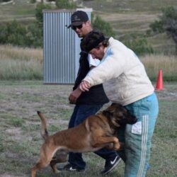 Trained K9 Protection Dogs