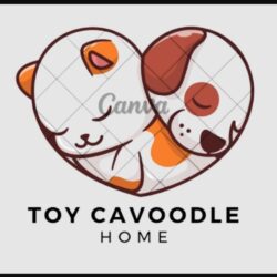 Toy Cavoodle for sal