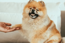 assets_blog_why-dogs-paws-smell-like-corn-chips_1688652400217-what to do if your dogs paws smell like corn chips