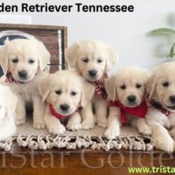 Golden Retriever Tennessee