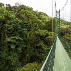 adventure-suspension-bridge-rain-forest-costa-rica_23-2148248813