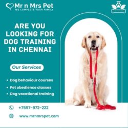 Dog Training in Chennai