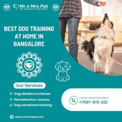 Dog Training in Bangalore