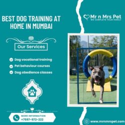 Dog Training in Mumbai