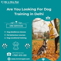 Dog Training in Delhi