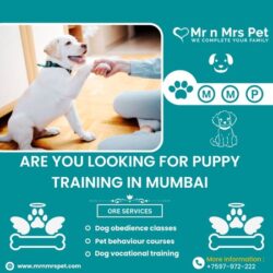 Puppy Training in Mumbai