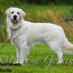 Golden Retrievers Nashville (1)