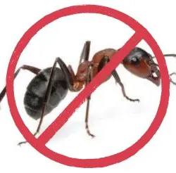 ants-pest-control-services