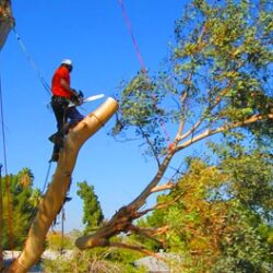 Tree-Felling-in-Johannesburg