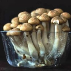 Psilocybin mushroom growing kit