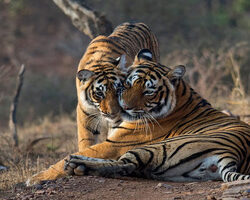 ranthambore-tourism (1)