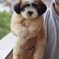 Shihtzu Puppy