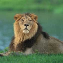 gir lion