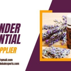 Pure lavender Essential Oil Bulk Supplier