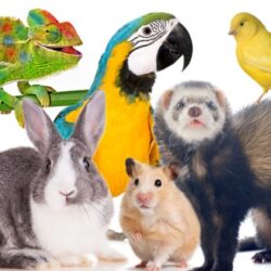 best-exotic-pets-and-animals-e1606306790677