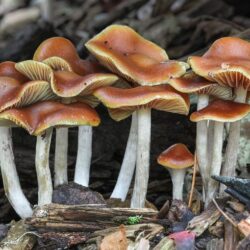 How and Where to Find Magic Mushrooms