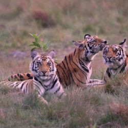 Tiger-cubs-Bandhavgarh-1024x683