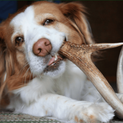 best price antlers for dogs (1)