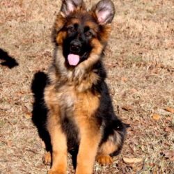 best_german_shepherd_puppies_to_buy_qkr3v_1