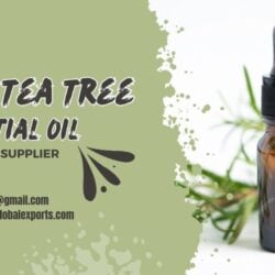 Best Tea Tree Essential Oil Wholesale Supplier